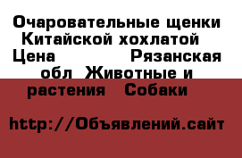 Очаровательные щенки Китайской хохлатой › Цена ­ 25 000 - Рязанская обл. Животные и растения » Собаки   